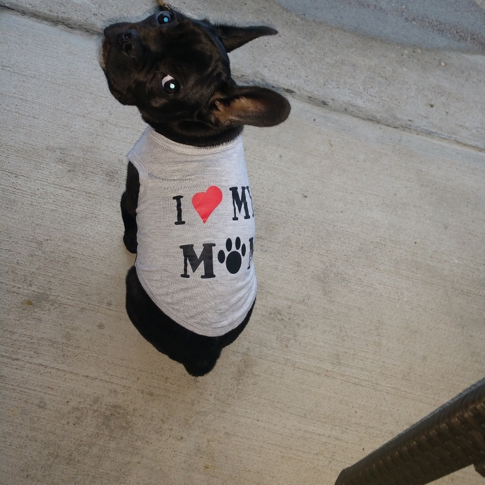 Small dog t-shirts.